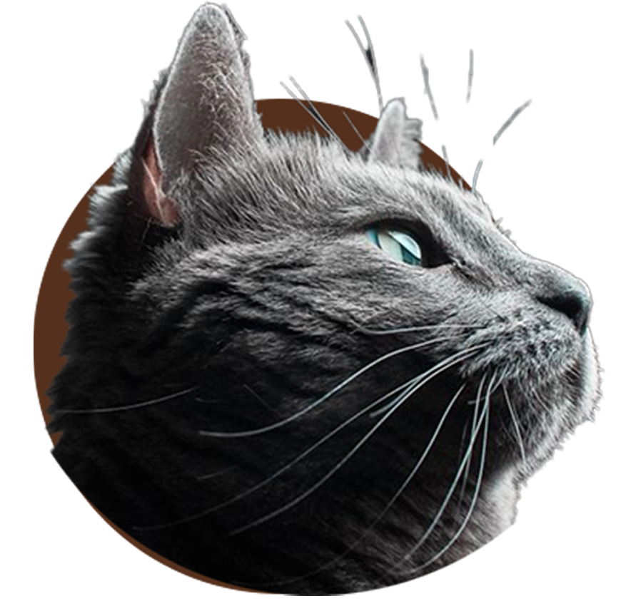 Cat 2