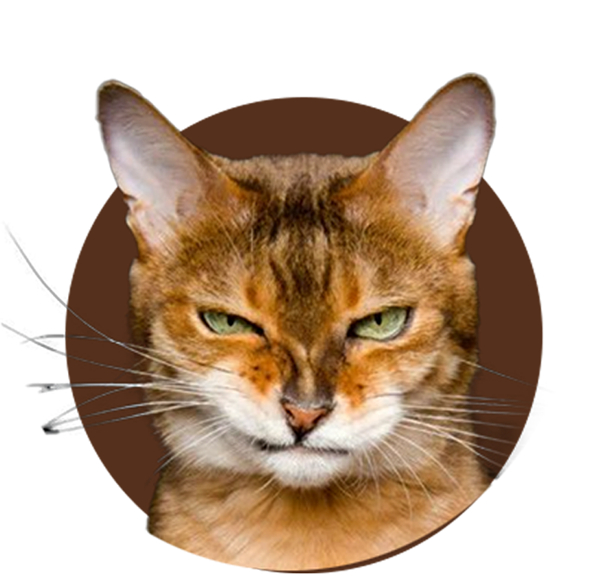Cat 3