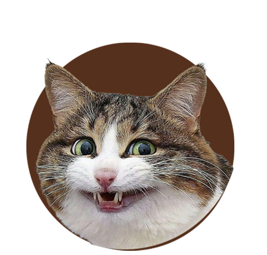 Cat 4